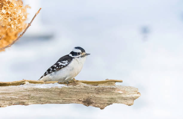 A detailed image of a downy woodpecker clinging to a tree trunk, showcasing its distinctive black and white plumage. Captured in a serene forest environment, this photo highlights the bird's small size and intricate feather patterns, making it ideal for wildlife lovers, bird enthusiasts, and nature-focused projects.