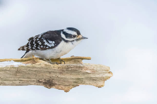A detailed image of a downy woodpecker clinging to a tree trunk, showcasing its distinctive black and white plumage. Captured in a serene forest environment, this photo highlights the bird's small size and intricate feather patterns, making it ideal for wildlife lovers, bird enthusiasts, and nature-focused projects.