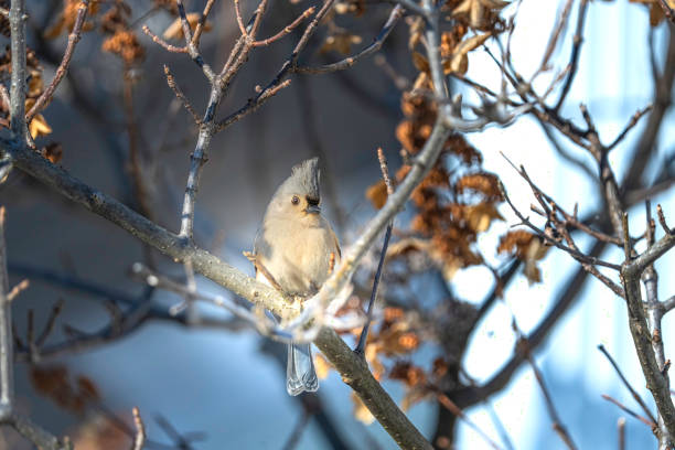 A close-up of a tufted titmouse perched gracefully on a tree branch, surrounded by soft natural light and subtle tones of the forest. The bird's delicate features and crest stand out beautifully, making this image perfect for nature enthusiasts, bird watchers, and wildlife-themed projects.