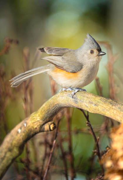Taxon name: Tufted TitmouseTaxon scientific name: Baeolophus bicolorLocation: Birmingham, Alabama, USA