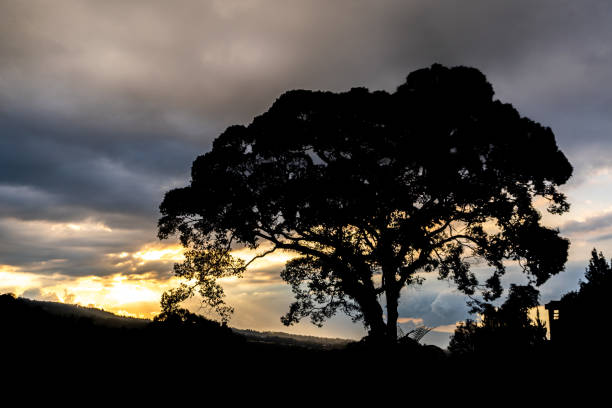 A silhouetted tree stands against a dramatic sunset with a sky full of beautiful dark clouds.