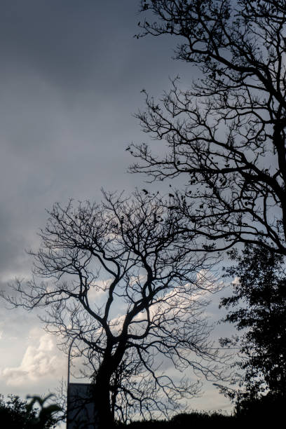 Sky, clouds and branches in sunny day