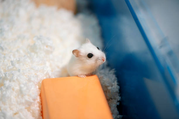 istock White hamster standing with its front paws on ceramic tunnel for rodents in hamster cage 2192797279