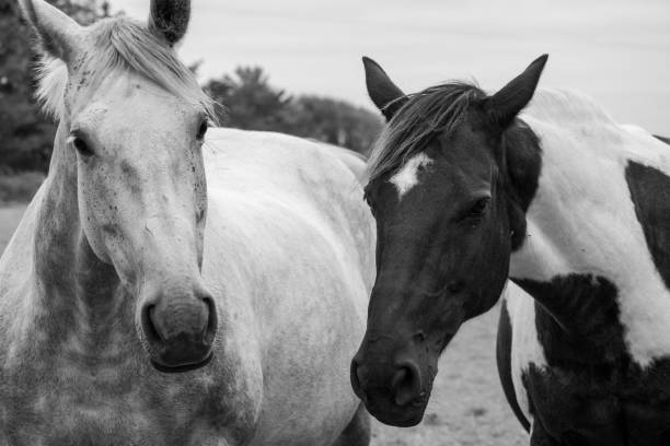 close up on black and white horses