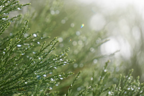 istock cypress branches with raindrops in rainy days, green background 2192797658