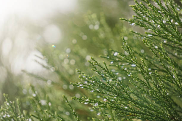 istock cypress branches with raindrops in rainy days, green background 2192797659