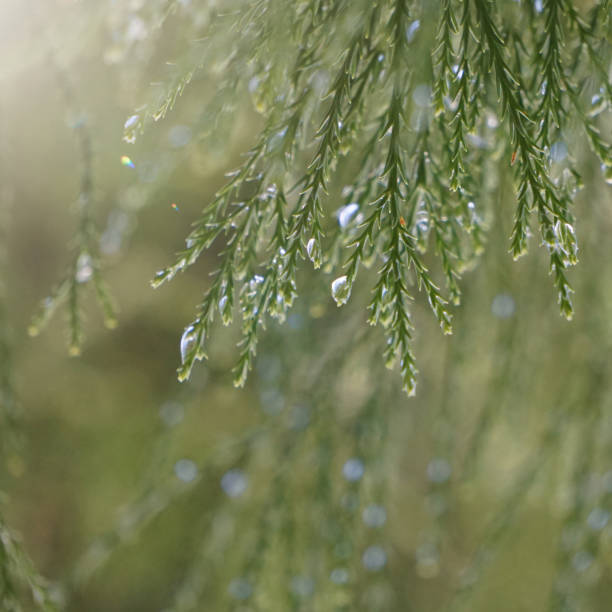 istock cypress branches with raindrops in rainy days, green background 2192797661