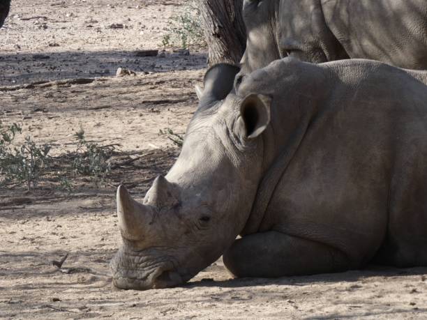 istock Resting rhinoceros in natural habitat. 2192801359