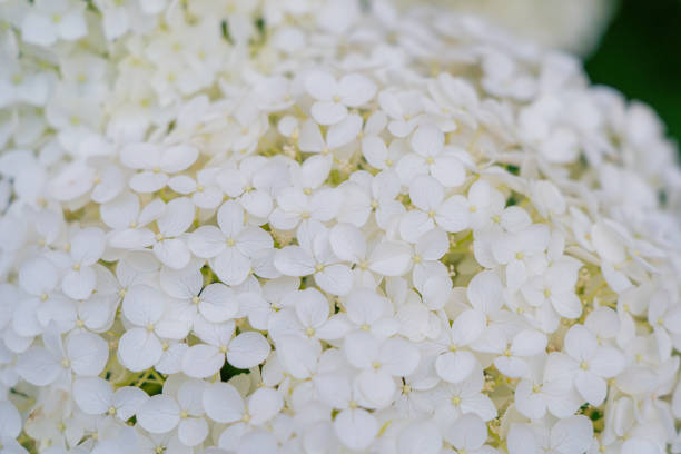 istock Hydrangea Flowers, Blooming White Hortensia, Hydrangea Paniculata Flower Closeup, Large Inflorescences 2192802063