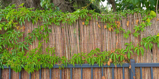 istock Straw Fence Texture Background, Dry Cane Hedge Pattern, Thatch Texture, Natural Grass Fencing 2192802178