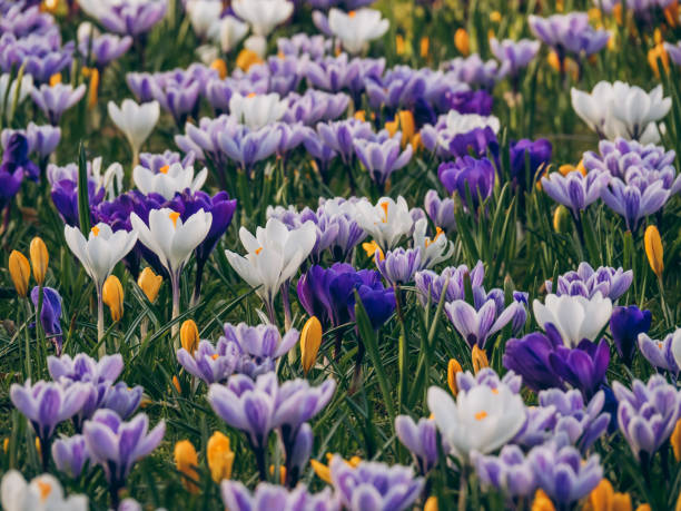 istock Field of colorful crocuses. First spring flowers 2192803340