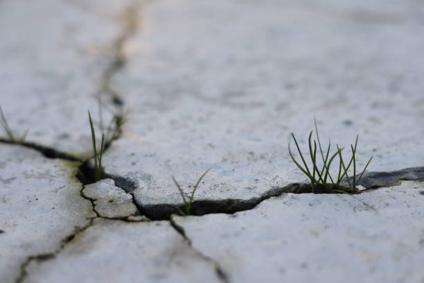 background and texture. There are cracks in the stone background, and grass grows in the cracks.