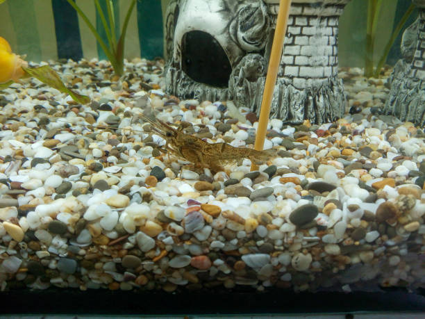 istock Freshwater aquarium with a crayfish on colorful gravel substrate and decorative elements. Aquatic plants and castle decor in the background 2192804746