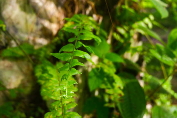 close up of green fern leaves