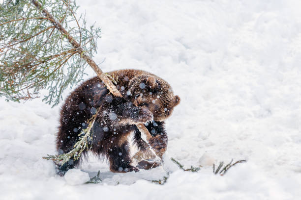In a snowy landscape, a brown bear engages with a fallen tree branch, showcasing its playful nature amid the falling snowflakes.