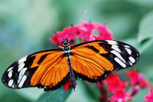 istock macro shot of a beautiful heliconius 2192810637