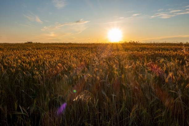 istock Vineyards in Bozcaada. 2192810987