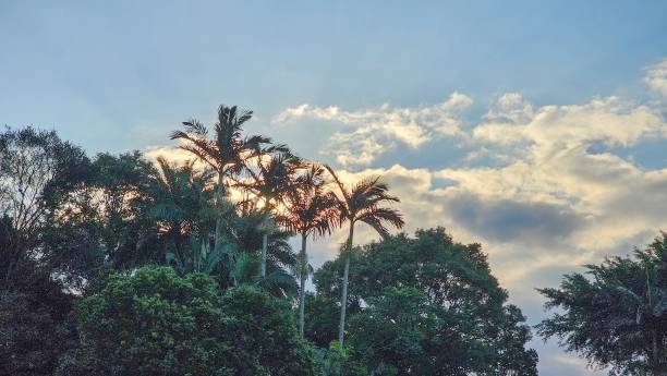 istock Tropical palm trees under a vibrant sky 2192811061