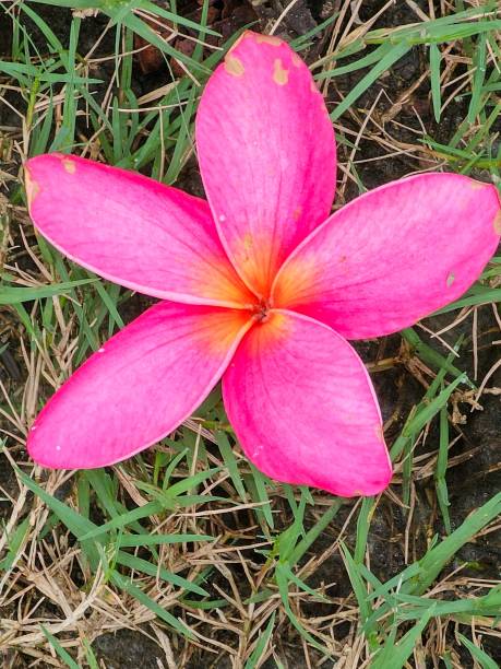 istock Pink plumeria flower on green grass 2192811143