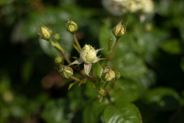 White rose bud in the garden, close-up, selective focus