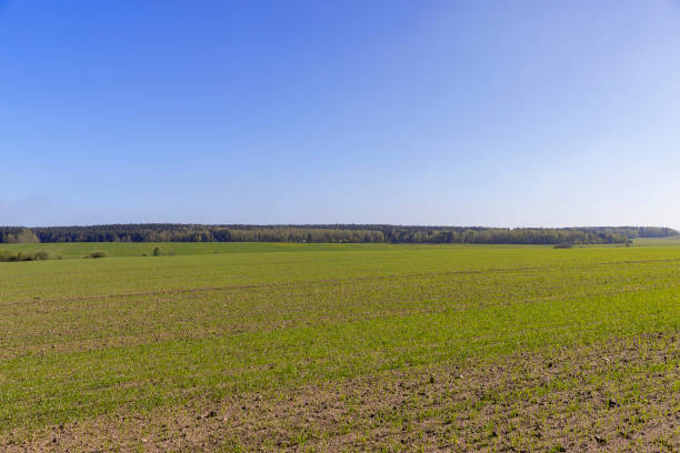 istock a large harvest of green wheat sprouts 2192813458