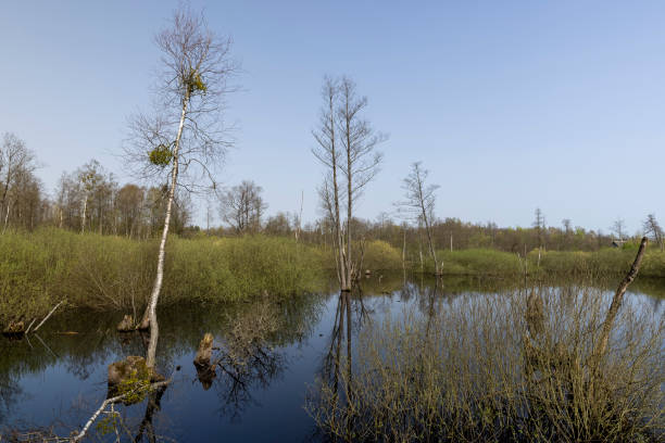 istock a swamp in spring against a blue sky 2192813505