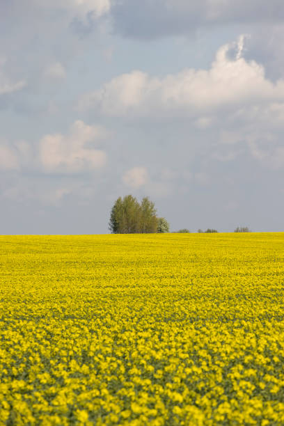 istock a monocultural field with rapeseed that begins to bloom 2192813555