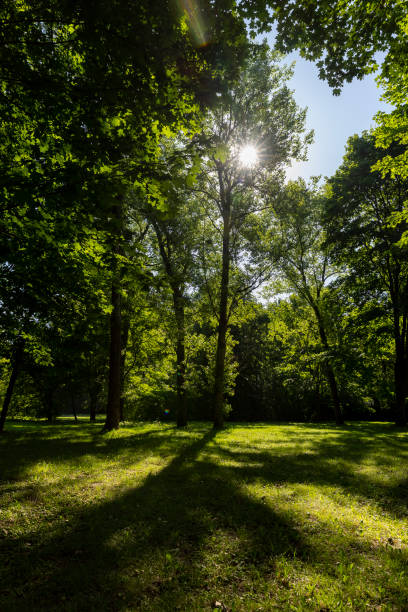 istock Mixed deciduous forest with green foliage in summer 2192813766