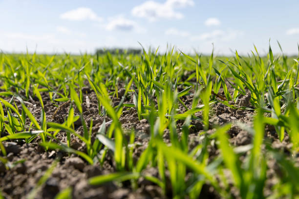 istock green wheat sprouts in a farmer's field 2192813806