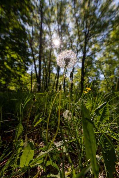 istock trees in spring with green grass and white fluffy dandelions 2192813864