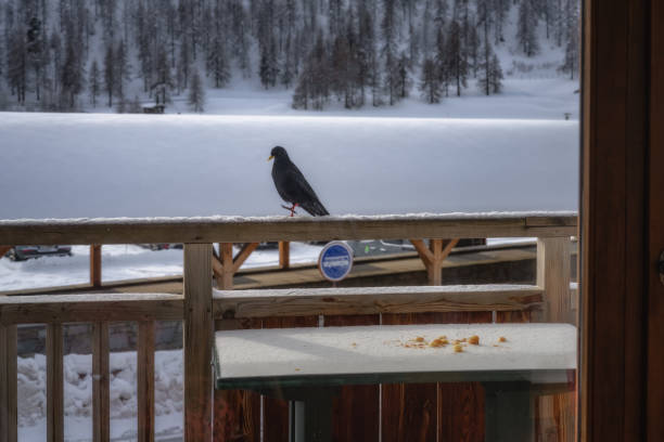 On a tranquil winter day, a solitary crow sits on a railing, admiring the breathtaking snowy landscape that captures the serene splendor of winter wildlife, Montgenevre ski village, Alps, France