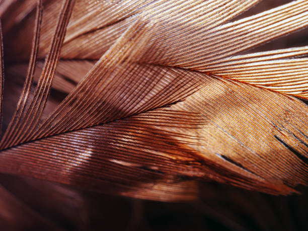 istock Brown feather details Macro Close-Up Shot 2192817444