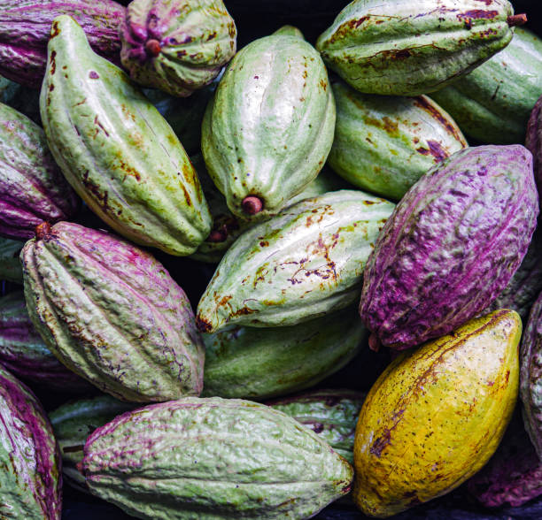 istock Unripe green cacao pod or raw cocoa fruit background 2192817446