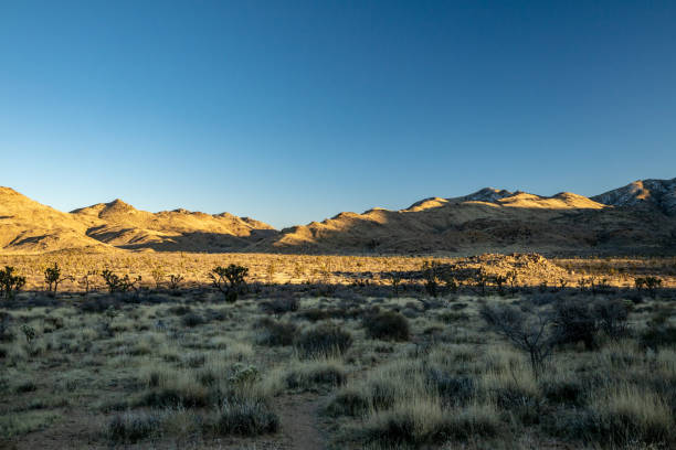 istock Mountains Catch Evening Light Over Wide Forest of Joshua Trees 2192817606
