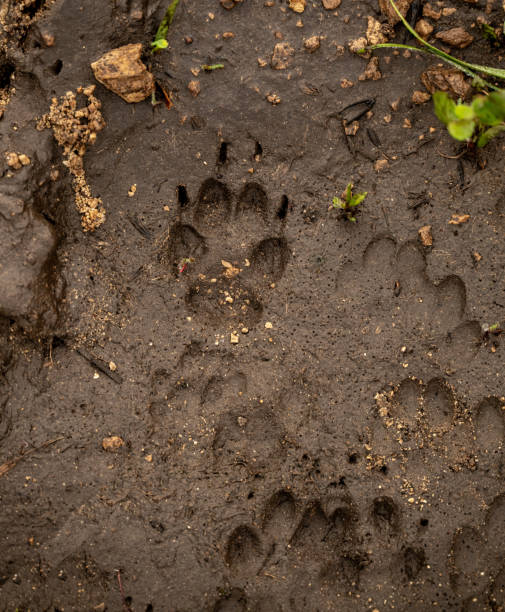 istock Muddy Paw Prints Along Trail In Channel Islands 2192817634