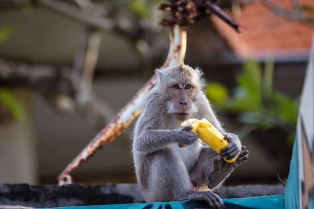 Monkeys are an important part of Bali island life. There are many wild monkeys living in the streets of Bali Island, Uluwatu - Indonesia.