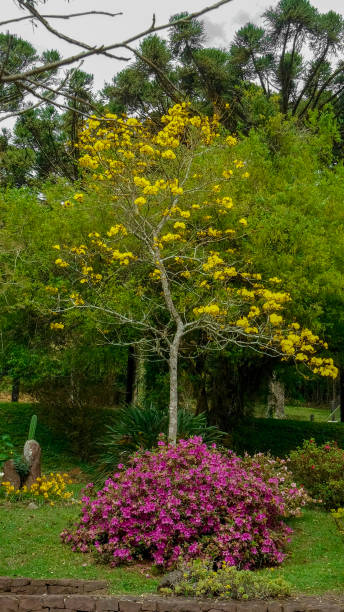 The yellow ipê, also known in Brazil as aipê, white ipê, mamono ipê, cassava ipê, golden ipê, brown ipê, vacariano ipê, tobacco ipê, cerrado ipê, golden ipê, mountain ipê, ipezeiro, yellow pau-d'arco, taipoca or just ipê whose scientific name is Handroanthus albus el ipê amarillo, también conocido en brasil como aipê, ipê blanco, ipê mamono, ipê de yuca, ipê dorado, ipê marrón, ipê vacariano, ipê de tabaco, ipê de cerrado, ipê de oro, ipê de montaña, ipezeiro, pau-d'arco amarillo, taipoca o simplement