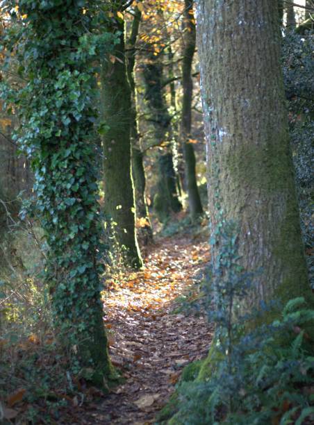istock A narrow Sunny alley in the forest 2192821860