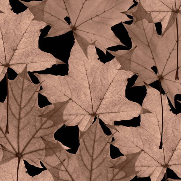 istock Autumn mocha mousse leaves with veins texture on black background, maple tree leaf pattern. trend autumnal design botanical layout, close up fall foliage minimal aesthetic nature top view, trend color 2192822107