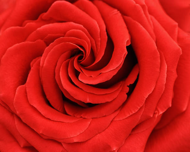 istock Red rose flower background, flowery aesthetic nature close up pattern, botanical design background, floral top view photo, macro petals of blooming roses scenery beauty nature wallpaper, red gradient 2192822163