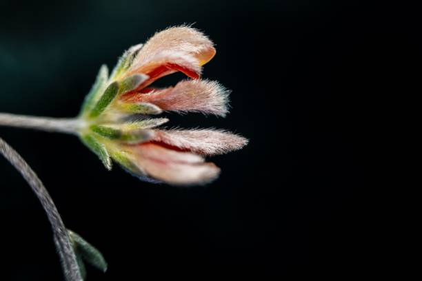 istock Delicate pink flower close-up with dark background. 2192823236