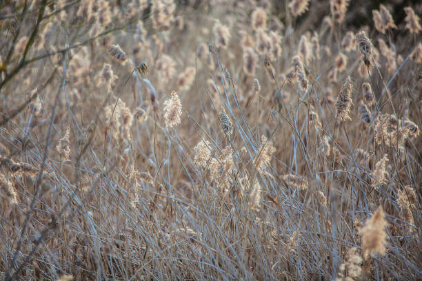 istock Reed plants or water reeds 2192823966