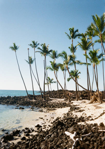 Hawaiian beach with golden sands, turquoise waters and palm trees. Shot on 35mm Film