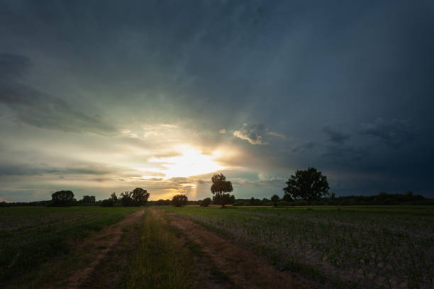 Stunning sunset over the green field of grass