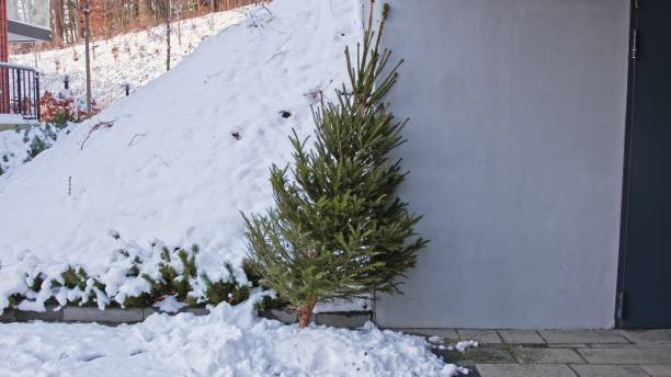 istock Unwanted Coniferous Christmas Tree Dumped Outdoors after Christmas Season for Garbage Collection by City Cleaning Municipal Service 2192828524