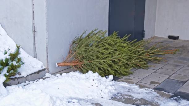 istock Unwanted Coniferous Christmas Tree Dumped Outdoors after Christmas Season for Garbage Collection by City Cleaning Municipal Service 2192828540