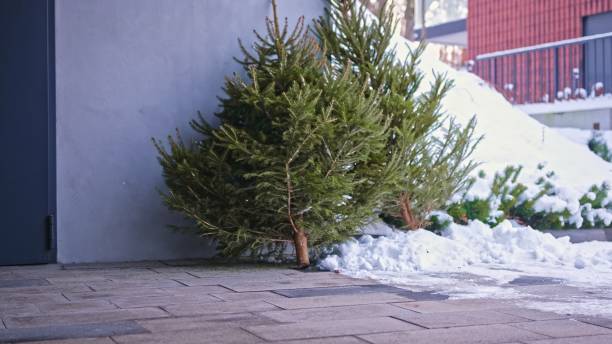 istock Unwanted Coniferous Christmas Tree Dumped Outdoors after Christmas Season for Garbage Collection by City Cleaning Municipal Service 2192828547