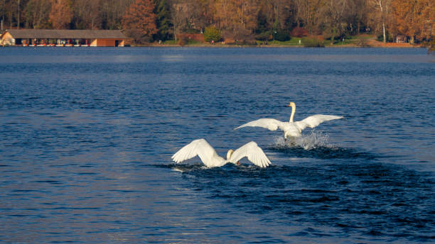 Two mute swans taking off on Lake Bled, Slovenia.  Copy space.