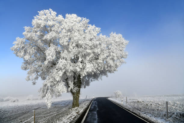 Schneebedeckter Baum neben einer Landstraße vor blauem Himmel