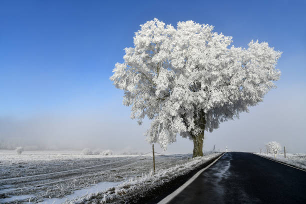 Schneebedeckter Baum neben einer Landstraße vor blauem Himmel